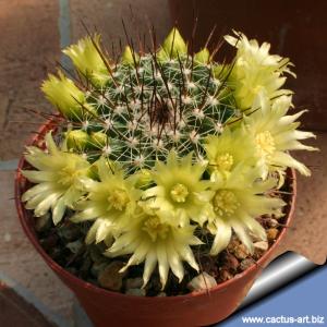 Mammillaria lindsayi