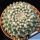 Mammillaria lindsayi