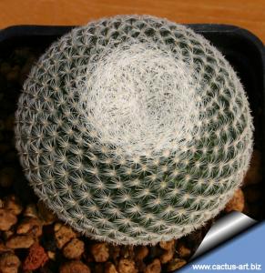 Mammillaria microthele "superfina" SB34 Presa de Guadalupe, San Luis Potosi, Mexico