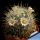 Mammillaria moelleriana "cowperi"