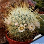 Mammillaria moelleriana f. cowperae