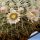 Mammillaria moelleriana "cowperi"