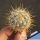 Mammillaria moelleriana "cowperi"