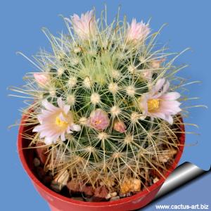 Mammillaria moelleriana f. cowperae