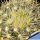 Mammillaria moelleriana "cowperi"