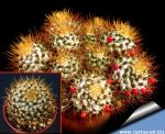 Mammillaria nivosa