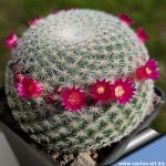 Mammillaria perbella