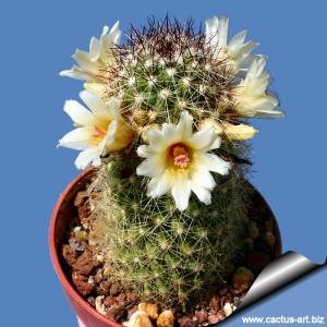 Mammillaria phitauiana Rancho La Buerra