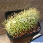 Mammillaria pringlei f. cristata