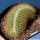 Mammillaria pringlei f. cristata