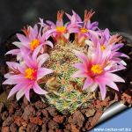Mammillaria pseudoalamensis