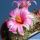 Mammillaria pseudoalamensis