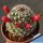 Mammillaria pseudoalamensis