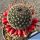 Mammillaria pseudoalamensis