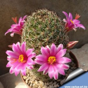 Mammillaria pseudoalamensis