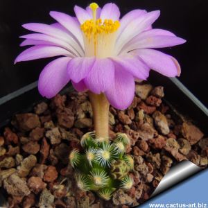 Mammillaria saboae ssp. roczekii Canatlan, Durango, Mexico