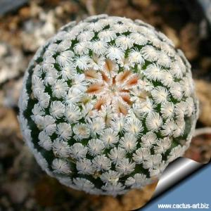 Mammillaria sancez-mejorade (SEED GROWN)