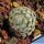 Mammillaria sancez-mejorade (SEED GROWN)