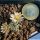 Mammillaria sancez-mejorade (SEED GROWN)
