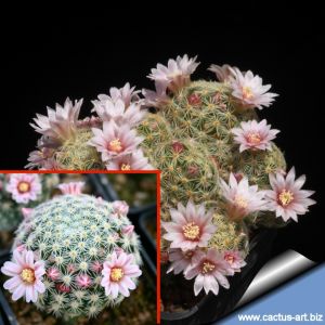 Mammillaria schiedeana ssp. giselae