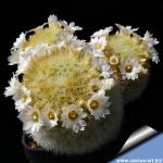 Mammillaria schiedeana v. giselae forma 'albiflora'