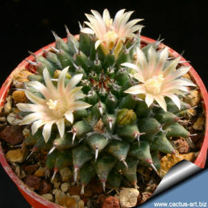 Mammillaria sempervivi SB91 - Metztitlan, Hidalgo, Mexico