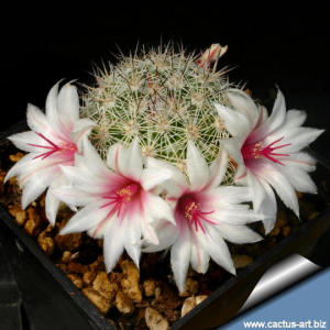 Mammillaria slevinii SB1251 - San Juan de la Costa, South Baja California, Mexico