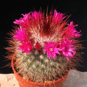 Mammillaria spinosissima var. rubrispina (Red spines)