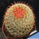 Mammillaria supraflumen ML295 Ferreria, Jalisco, Mexico 1550m