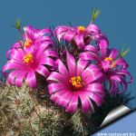 Mammillaria swinglei