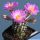 Mammillaria theresae (ROOTED CUTTING)