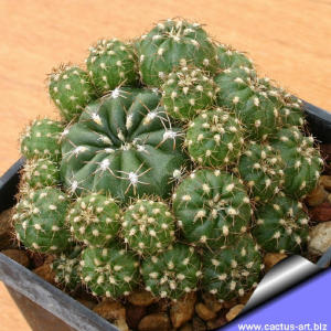 Matucana polzii