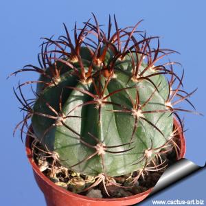 Melocactus diersianus