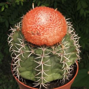 Melocactus matanzanus