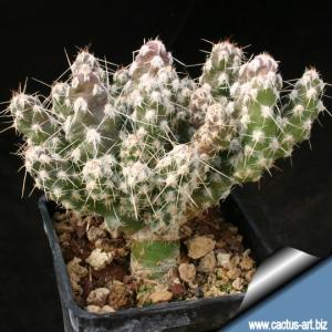 Micropuntia tuberculosirhophalica (M. pulchella)