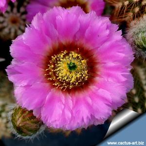 Echinocereus pectinatus hybrid (large multicolored flowers)