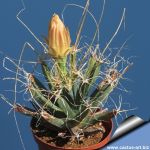 Leuchtenbergia principis (MG594.3) El Carmen