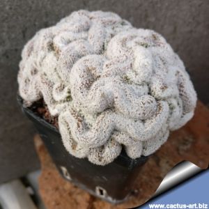 Lobivia albolanata forma cristata