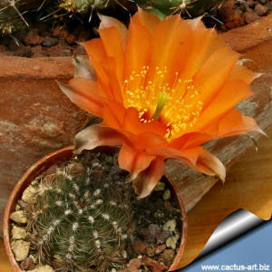 Lobivia amblayensis
