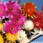 Lobivia arachnacantha hybrid (mixed colours)