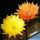 Lobivia arachnacantha hybrid (mixed colours)