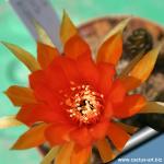 Lobivia arachnacantha hybrid (clone type 3 - orange)