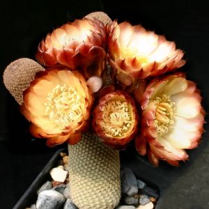 Lobivia famatimensis v. bonnieae FK96 (Kuhas) (Fiambala, La Rioja, Argentina)