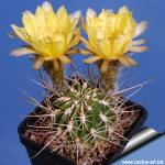 Lobivia lateritia v. citriflora WR748 Talina, Potosi, Boliwia, 3300m