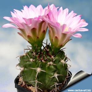 Gymnocalycium achirasense Achire, Cordoba, Argentina