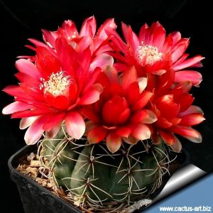 Gymnocalycium baldianum.
