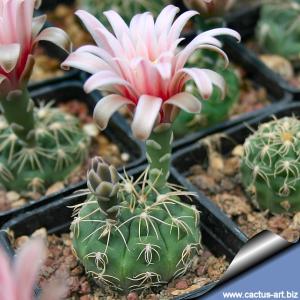 Gymnocalycium capillaense Capilla del Monte, Cordoba, Argentina