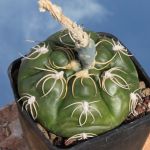 Gymnocalycium denudatum