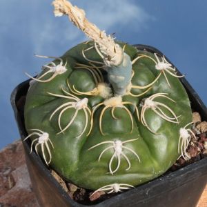 Gymnocalycium denudatum