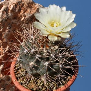 Gymnocalycium gibbosum v. nobile Sierra Mentana